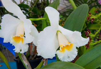 Orchids are exotic tropical flowers plants in various colors grow wild and in garden. Competition...
