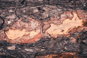 Pine bark on a tree in the forest.