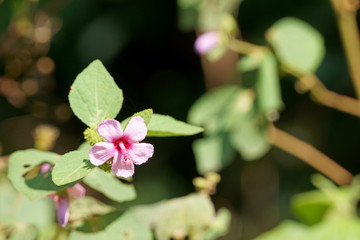 Obraz premium Urena lobata flower blooming in the autumn morning sunlight