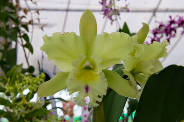 Orchids are exotic tropical flowers plants in various colors grow wild and in garden. Competition...