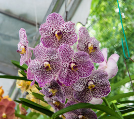 Orchids are exotic tropical flowers plants in various colors grow wild and in garden. Competition...