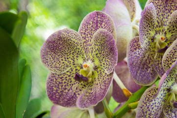 Orchids are exotic tropical flowers plants in various colors grow wild and in garden. Competition...