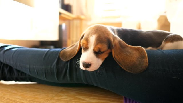 Lovely baby pet sleep at owner legs, funny long ears of beagle puppy lying flat. Cute nose and closed eyes, little doggy rest after playing, enjoy warm place on hands