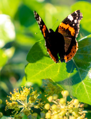 Falter auf Efeu, Schmetterling