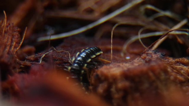 Close up Millipede Disappearing to Underground.