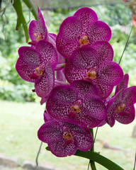 Orchids are exotic tropical flowers plants in various colors grow wild and in garden. Competition...