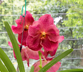 Orchids are exotic tropical flowers plants in various colors grow wild and in garden. Competition...