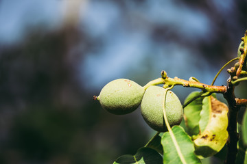 Noix en train de murir sur un arbre