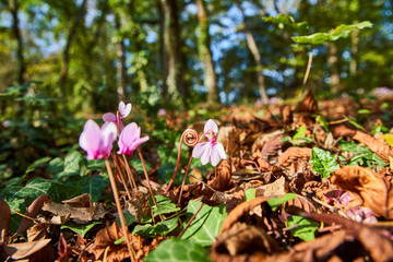 Magnifique cyclamen et sa tige enroulée