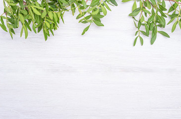 Pistachio tree branch with green leaves isolated on the white background.