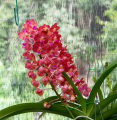 Orchids are exotic tropical flowers plants in various colors grow wild and in garden. Competition...