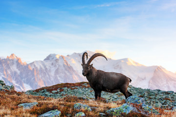 Wilde Ziege (Alpine Carpa Ibex) in den Bergen von Frankreich Alpen. Monte-Bianco-Kette mit dem Berg Mont Blanc im Hintergrund