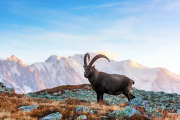 Fotobehang Blauw Wilde geit (Alpine Carpa Ibex) in de bergen van de Alpen van Frankrijk. Monte Bianco-bergketen met Mont Blanc-berg op achtergrond