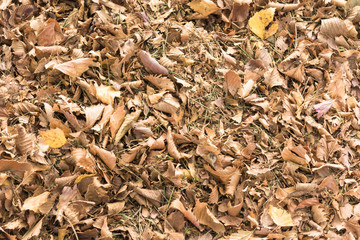 Yellow leaves fallen from birch tree on an autumn day.