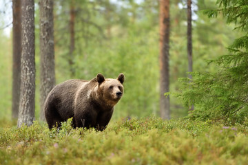 European brown bear in forest landscape