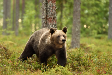 bear in a forest landscape