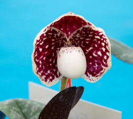 Orchids are exotic tropical flowers plants in various colors grow wild and in garden. Competition...