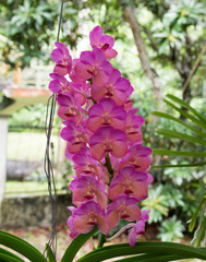 Orchids are exotic tropical flowers plants in various colors grow wild and in garden. Competition...