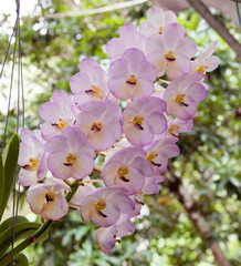 Orchids are exotic tropical flowers plants in various colors grow wild and in garden. Competition...