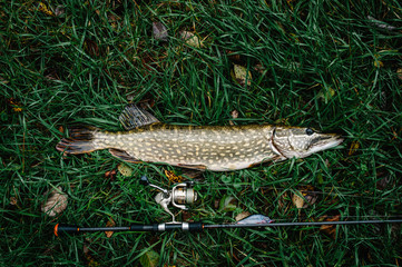 Great catch, pike with spinning lies on grass. fish, spoon. perch on hooks. fishing bait. close up....