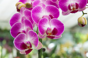 Orchids are exotic tropical flowers plants in various colors grow wild and in garden. Competition...