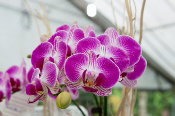 Orchids are exotic tropical flowers plants in various colors grow wild and in garden. Competition...