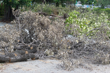 Cut down trees to prepare the area