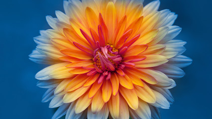 autumn chrysanthemum flowers close-up on a blurred background. - obrazy, fototapety, plakaty