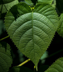 Green leaf shaped like a heart