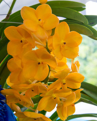 Orchids are exotic tropical flowers plants in various colors grow wild and in garden. Competition...