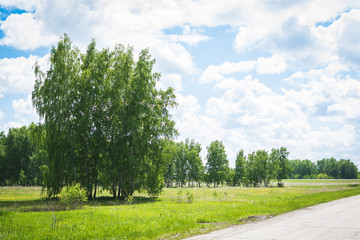 High birch trees growing along the road.