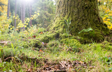 Green moss and wild grasses in the forest