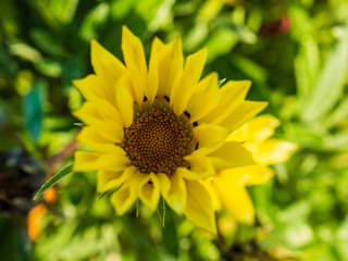 Sunflower tuberous lat. Helianthus from Botanical Garden for catalog. Effects of natural light. Shallow depth of field. Hand nature. Flower landscape. Background for your design