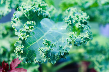 Organic freshness green leafy raw Curly Kales  Salad vegetables  antioxidants  high vitamin, fiber food and nutrition Planted in vegetable plots grows on farm background texture (close up soft focus )
