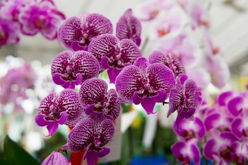 Orchids are exotic tropical flowers plants in various colors grow wild and in garden. Competition...