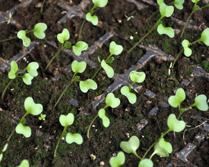 Growing cabbage seedlings in plastic cassettes