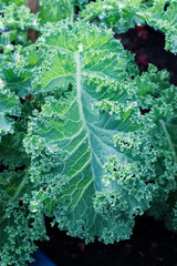 Organic freshness green leafy raw Curly Kales  Salad vegetables  antioxidants  high vitamin, fiber food and nutrition Planted in vegetable plots grows on farm background texture (close up soft focus )