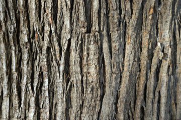 Wooden tree bark texture background - vertical marks close up