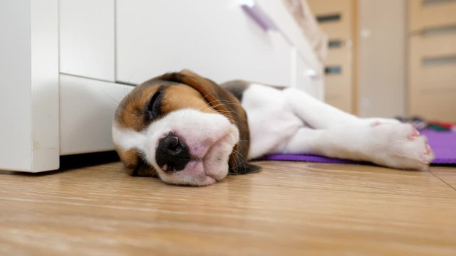 Little dog sleep on floor, closeup shot of cute nose of lovely puppy. Young beagle lie without motion, only breathe and wink slightly. Tiny friend recreate for new games and challenges of the world