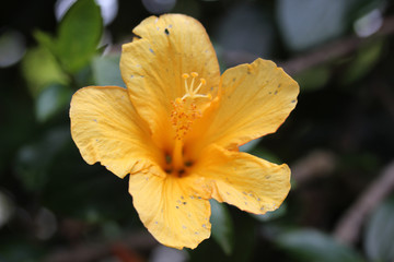 Fototapeta premium Yellow flower blooming