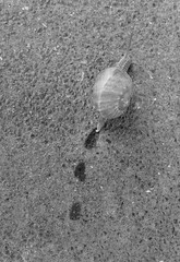 Scia di una lumaca sull'asfalto