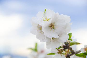 rama de un almendro floreciendo con el cielo azul de fondo