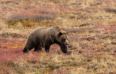 Grizzly Bear in Autumn in Denali National Park Alaska