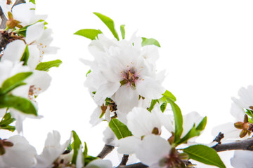 rama de un cerezo en flor con un fondo blanco aislado