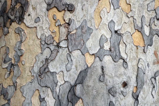 bark of a tree on the trunk during autumn - irregular colorful shapes