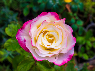 Flower rose flowering in roses garden lat. Rosa chinensis.plants from botanical garden for catalog. Natural lighting effects. Shallow depth of field. handmade of nature. Flower landscape