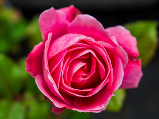 Flower rose flowering in roses garden lat. Rosa chinensis.plants from botanical garden for catalog. Natural lighting effects. Shallow depth of field. handmade of nature. Flower landscape