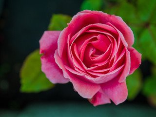 Flower rose flowering in roses garden lat. Rosa chinensis.plants from botanical garden for catalog. Natural lighting effects. Shallow depth of field. handmade of nature. Flower landscape