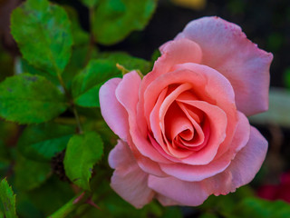 Flower rose flowering in roses garden lat. Rosa chinensis.plants from botanical garden for catalog. Natural lighting effects. Shallow depth of field. handmade of nature. Flower landscape