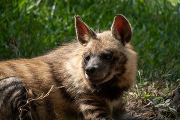 Striped hyena